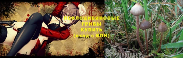прущие грибы Горнозаводск